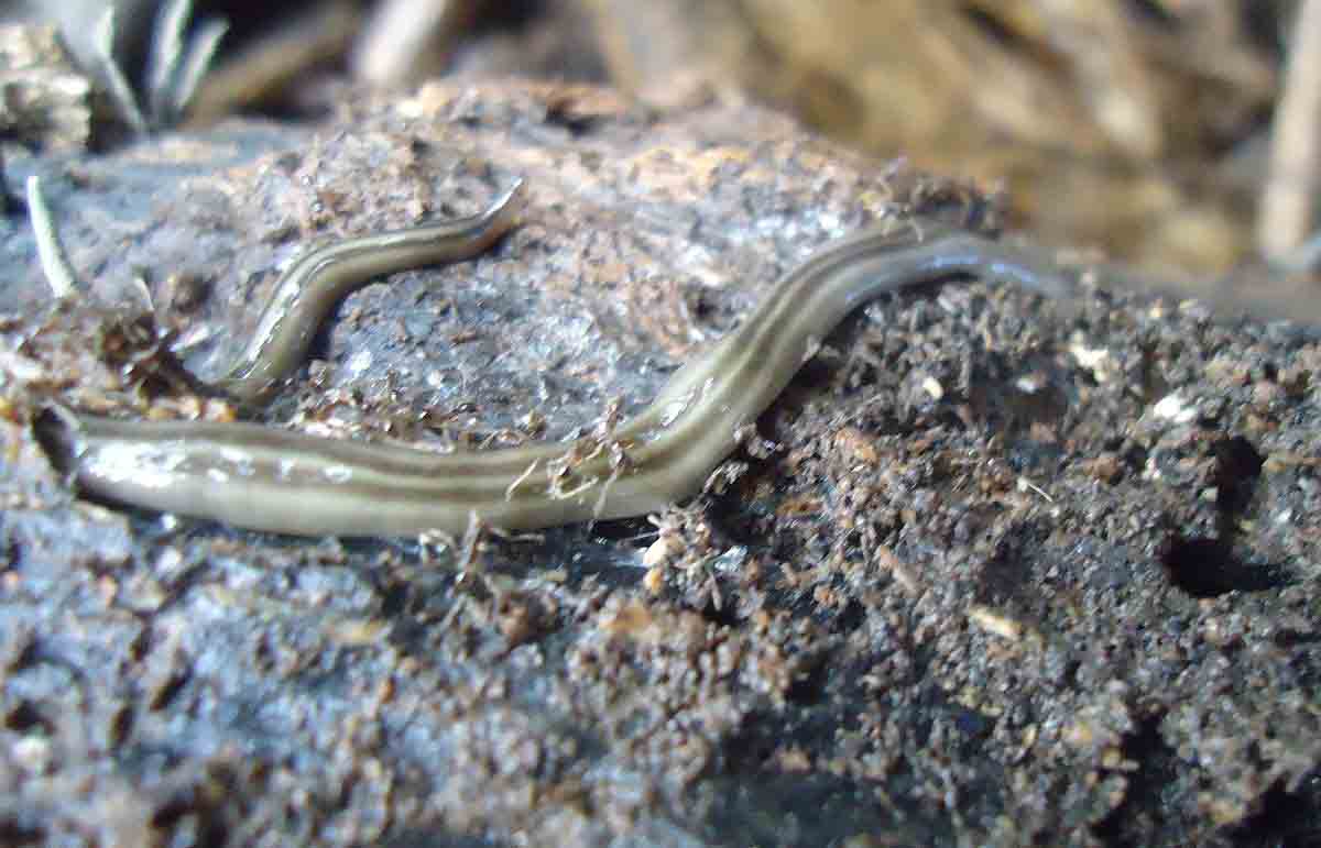 Nemertea and Nematoda